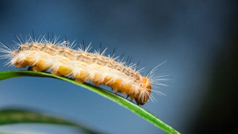 Orugas